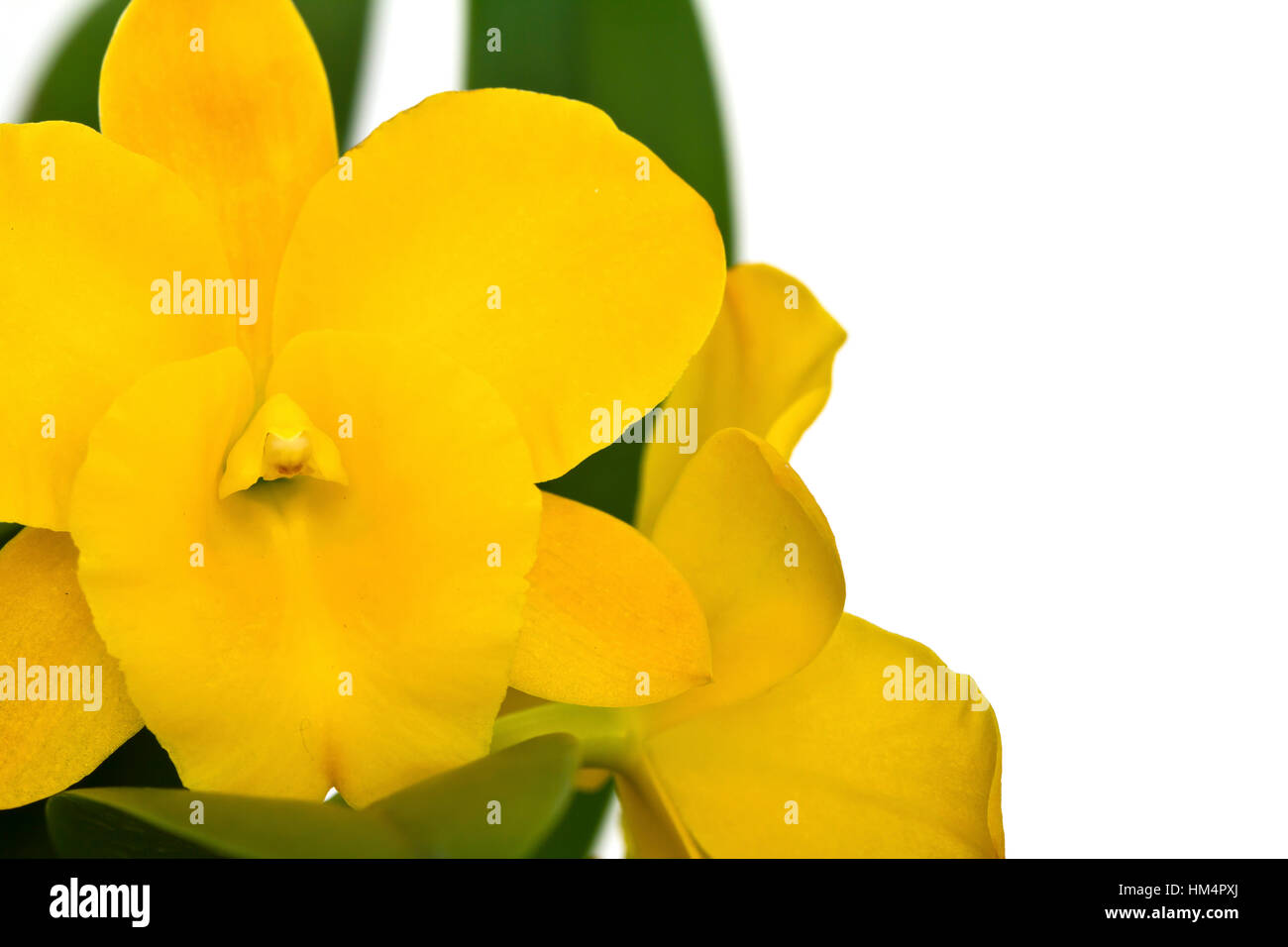 Beautiful yellow flower (Orchid) isolated on white background Stock ...