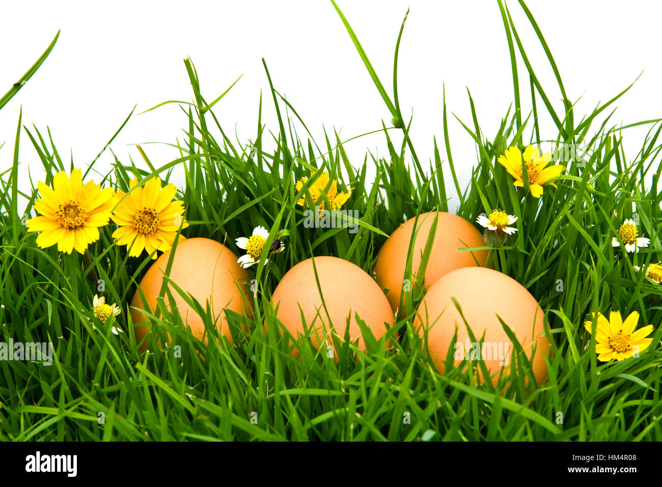 Easter Eggs with flower on Fresh Green Grass over white background ...
