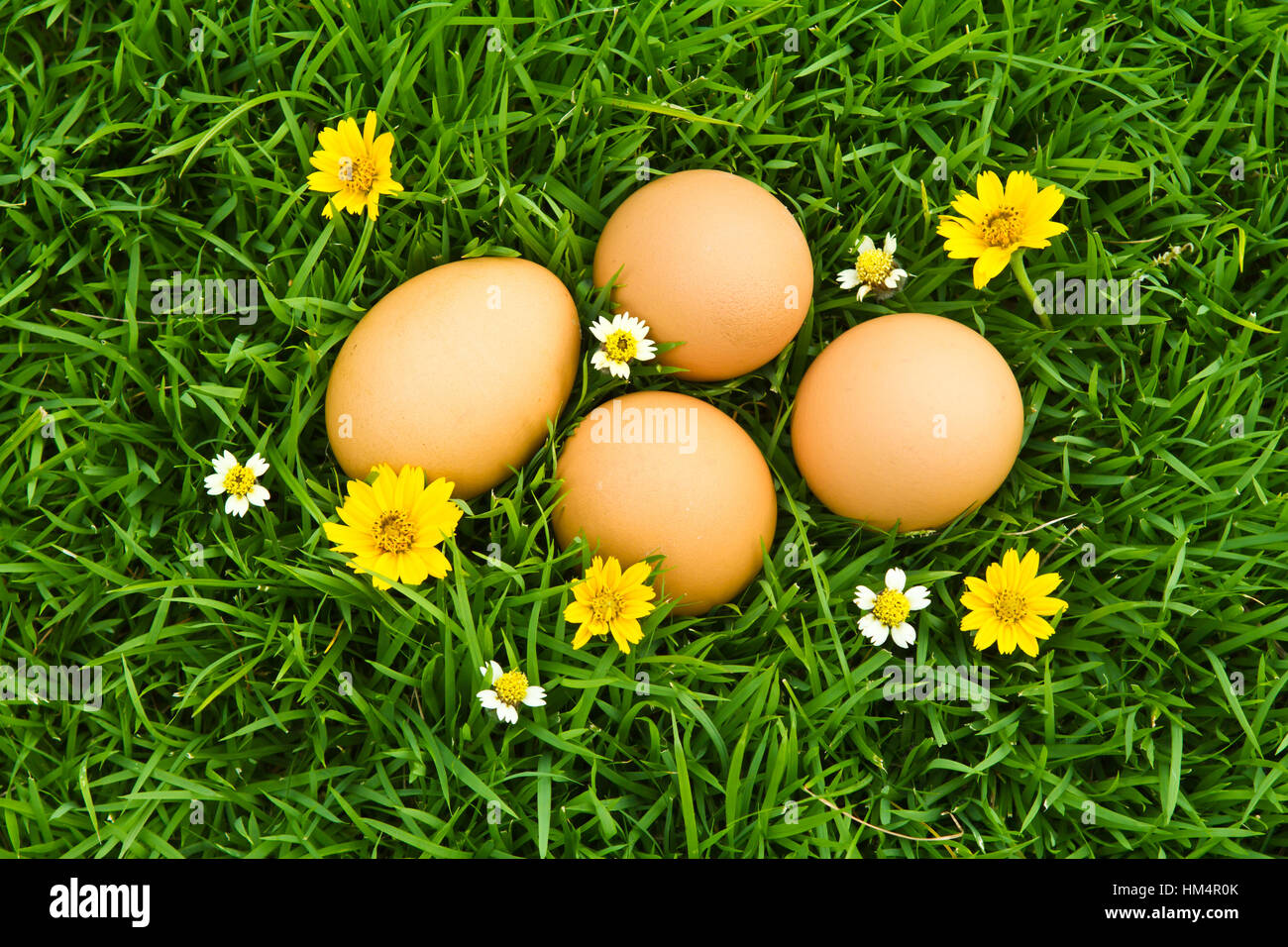 Easter Eggs with flower on Fresh Green Grass over white background ...