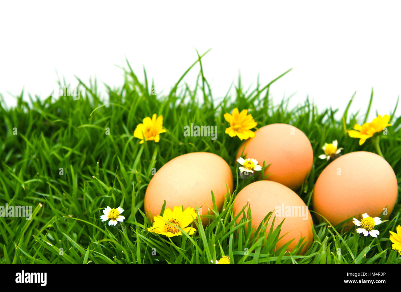Easter Eggs with flower on Fresh Green Grass over white background ...