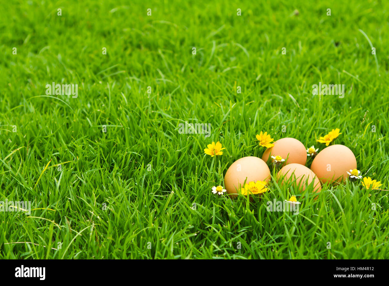 Easter Eggs with flower on Fresh Green Grass over white background ...