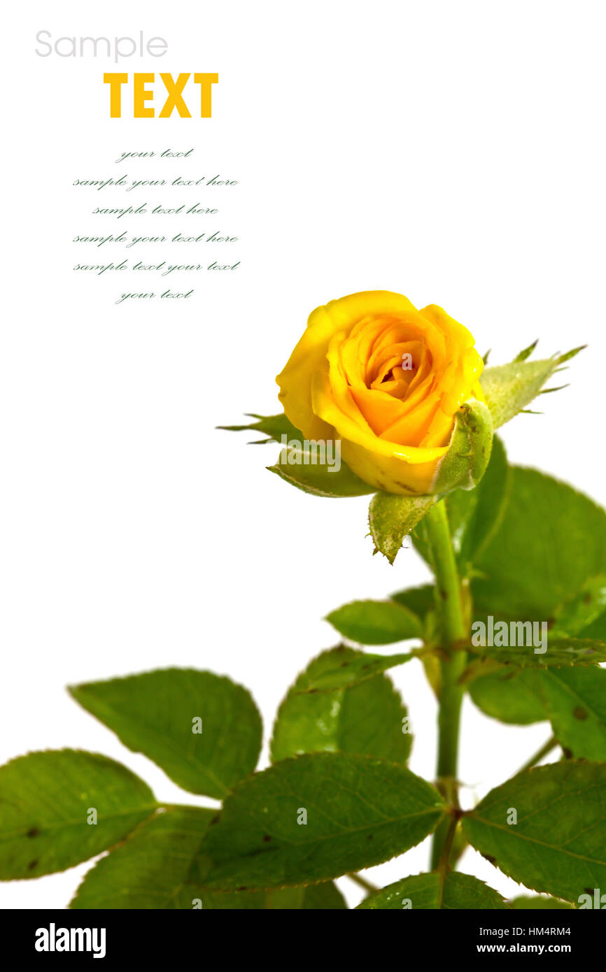Beautiful yellow flower (Rose) isolated on white background Stock Photo ...