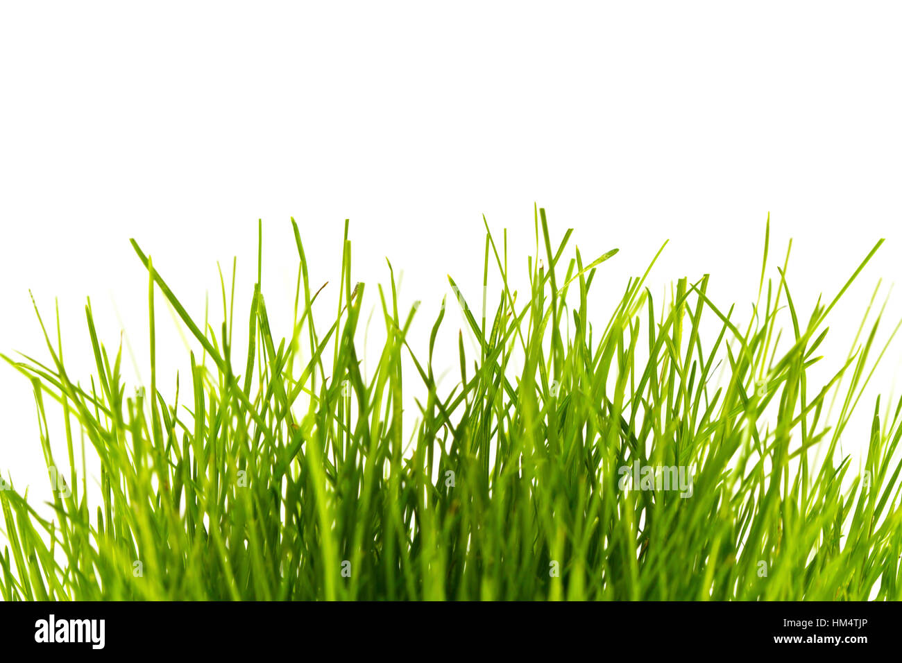 Fresh spring green grass isolated on white background Stock Photo - Alamy