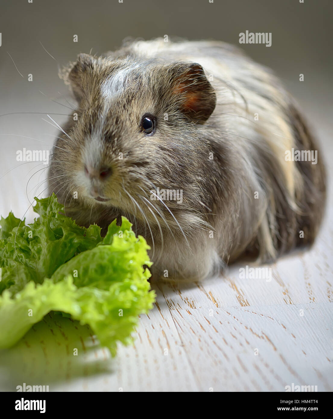 brown guinea pig and salad leaf Stock Photo Alamy
