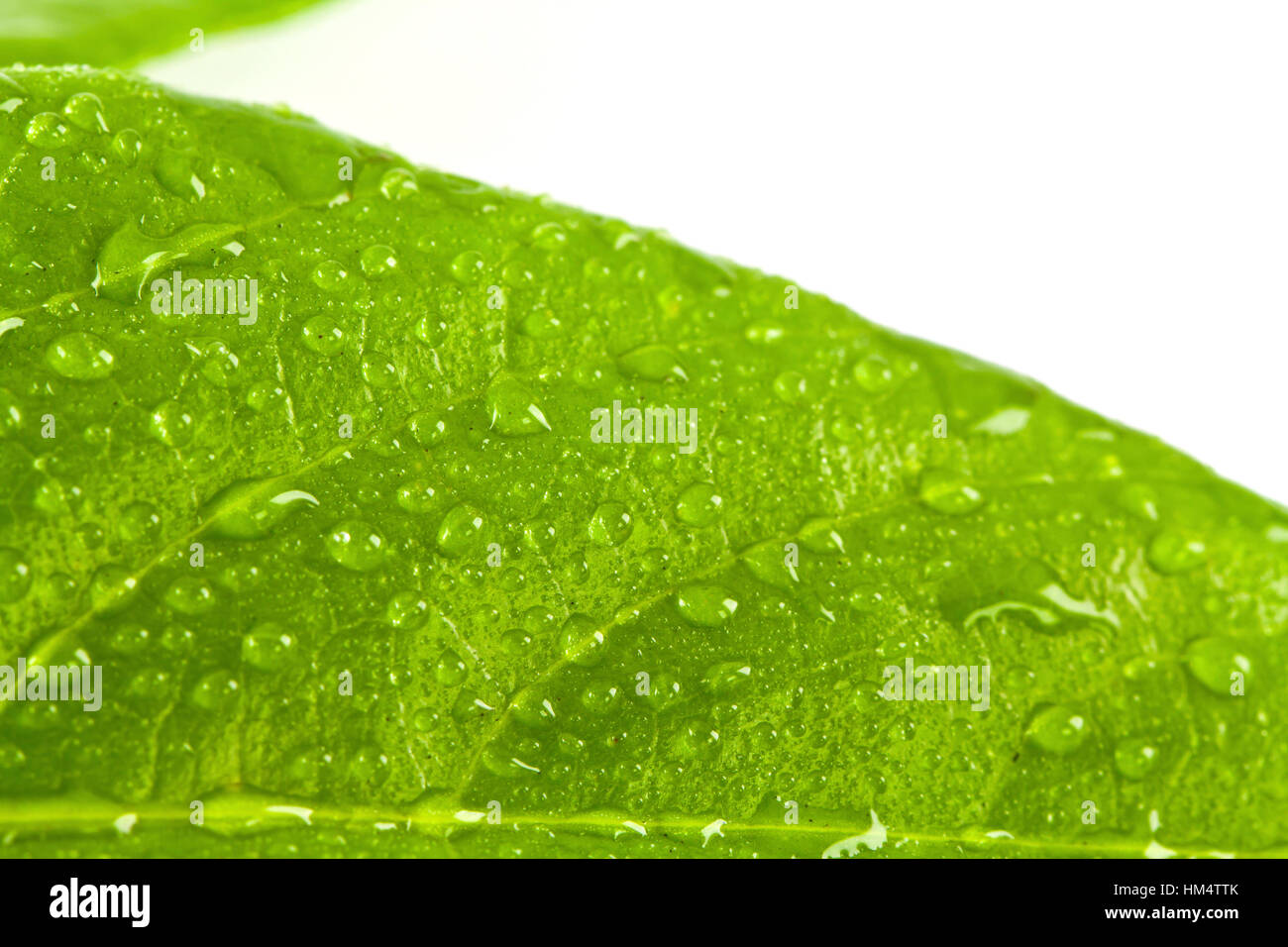 green leaf with drops of water on white background Stock Photo - Alamy