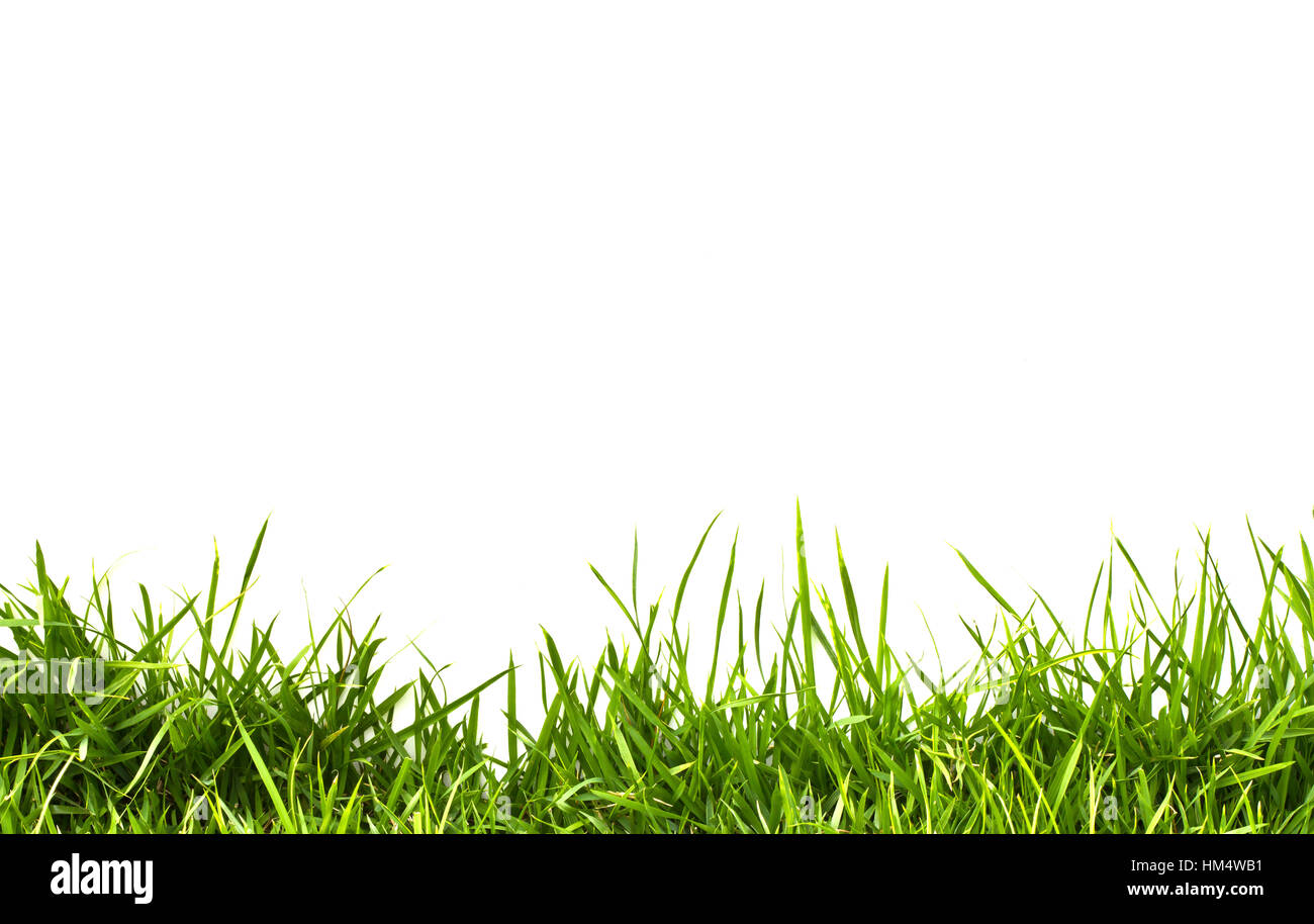 fresh spring green grass isolated on white background Stock Photo - Alamy