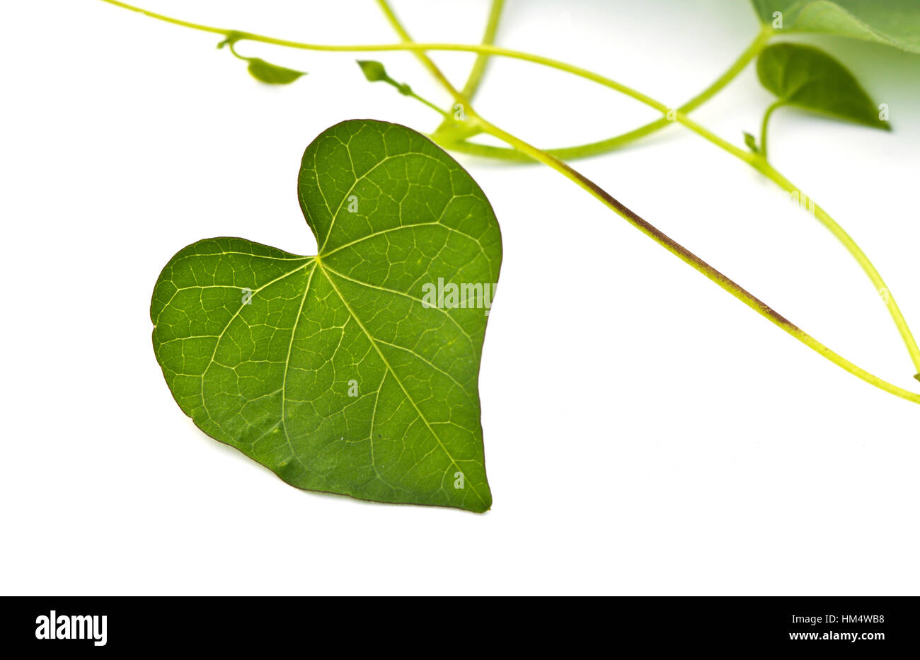 Green Heart Leaf isolated on white background Stock Photo - Alamy