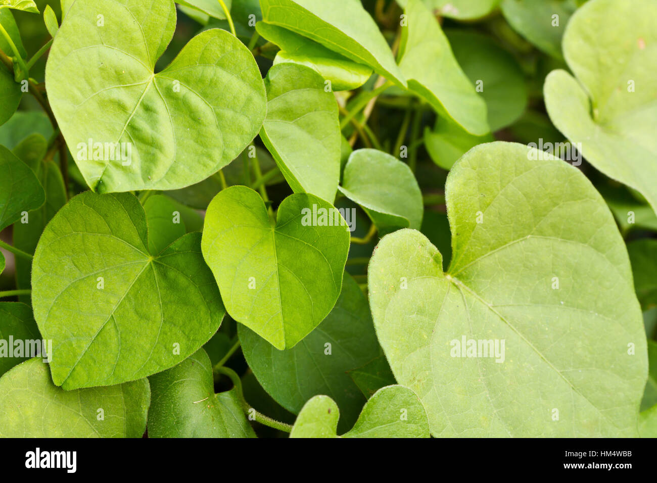 Green Heart Leaf isolated on white background Stock Photo - Alamy