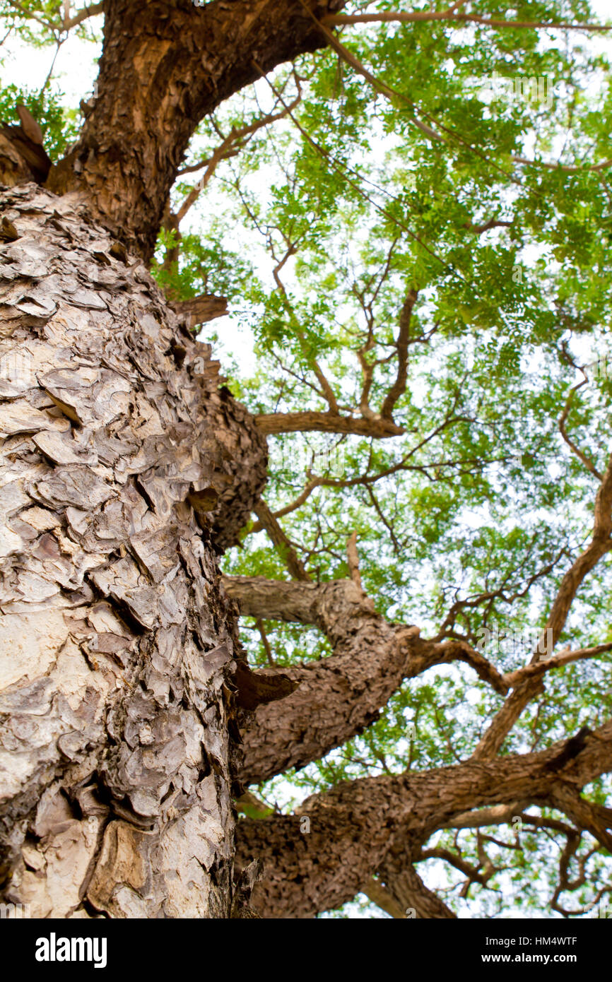 Wtf Tree Image Tree in forest Stock Photo - Alamy