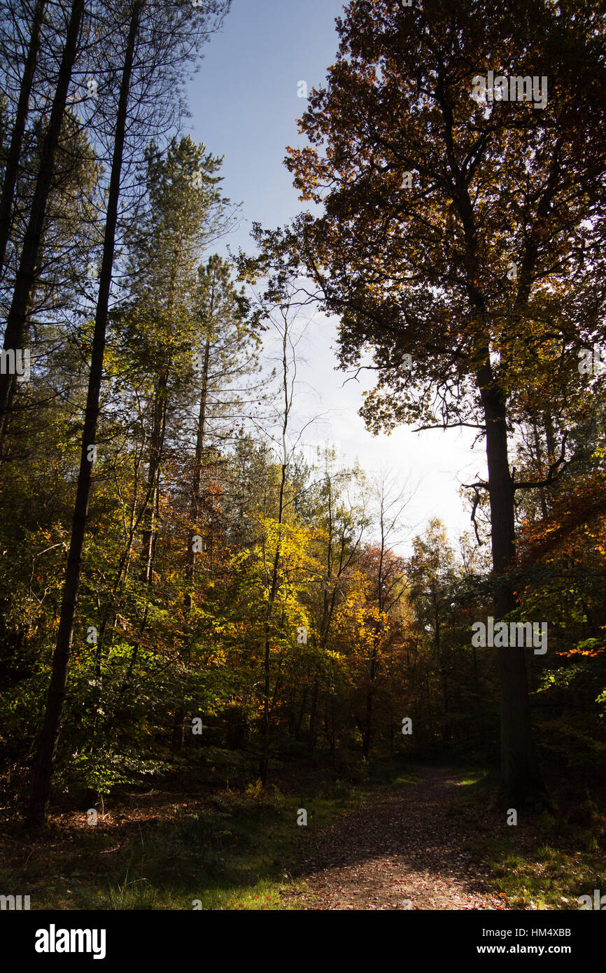 Woodland scene with autumn leaves in yellow and brown Stock Photo - Alamy