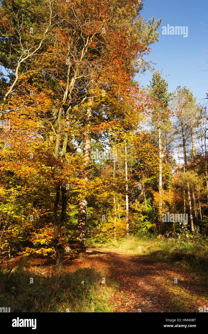Woodland scene with autumn leaves in yellow and brown Stock Photo - Alamy