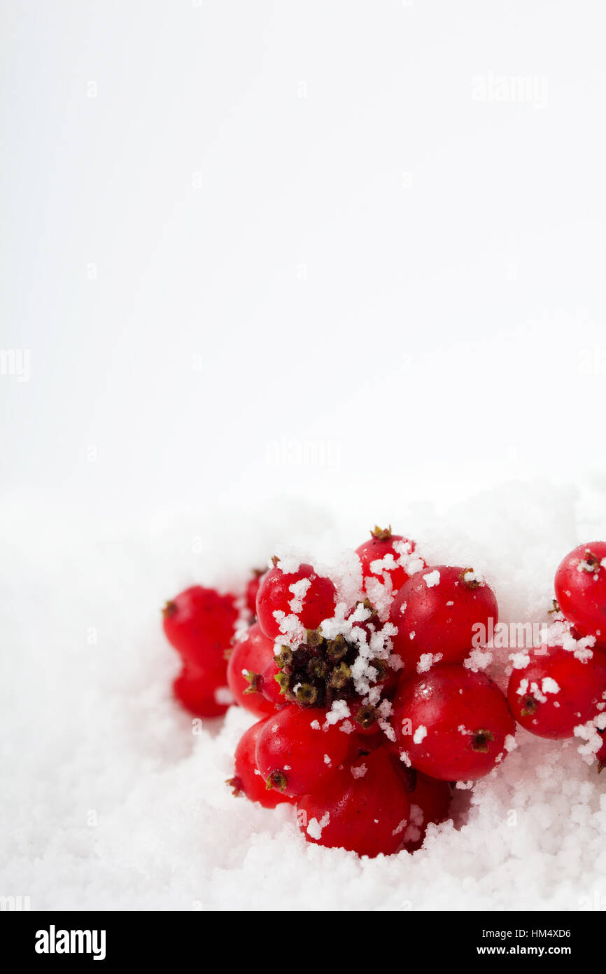 Bright red berries covered in fluffy white snow Stock Photo - Alamy