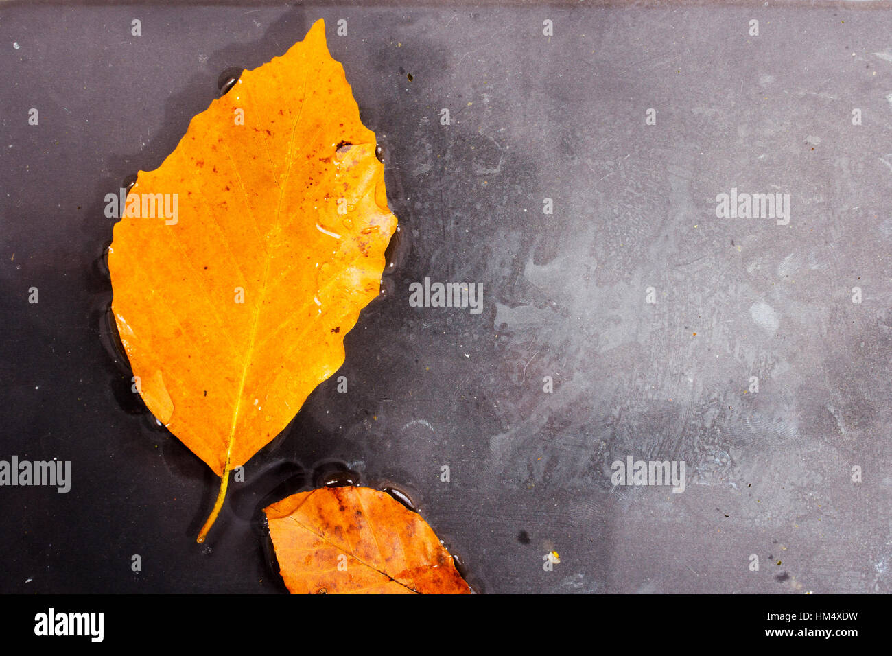 Bright colourful autumn leaf floating in water with ripples Stock Photo ...