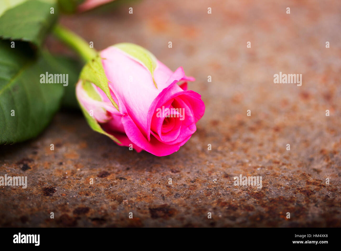 Rustic Metal Rose Delicate rose on a rustic rusted metal background Stock Photo - Alamy