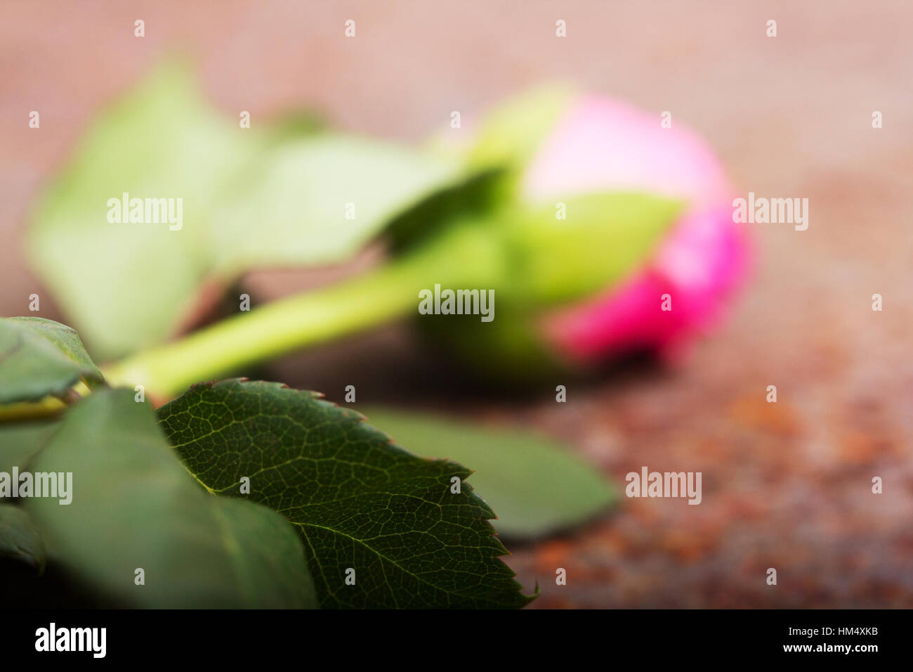 Rustic Metal Rose Delicate rose on a rustic rusted metal background Stock Photo - Alamy