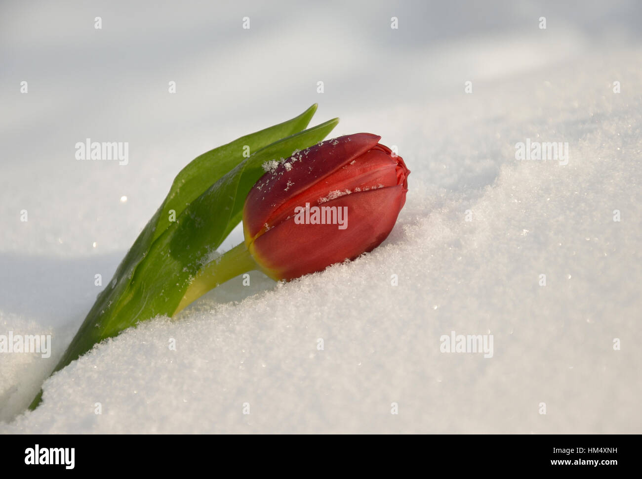 Red Tulip in the snow Stock Photo