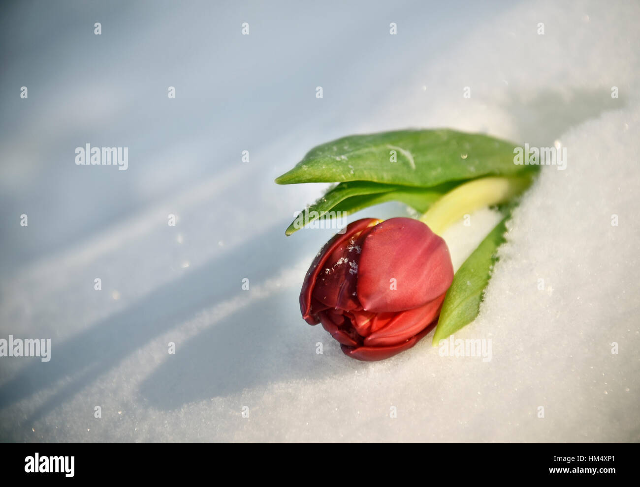 Red Tulip in the snow Stock Photo