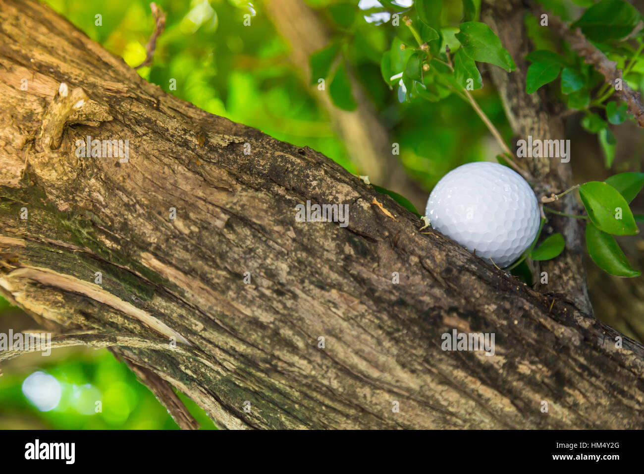 Golf ball in tree Stock Photo - Alamy