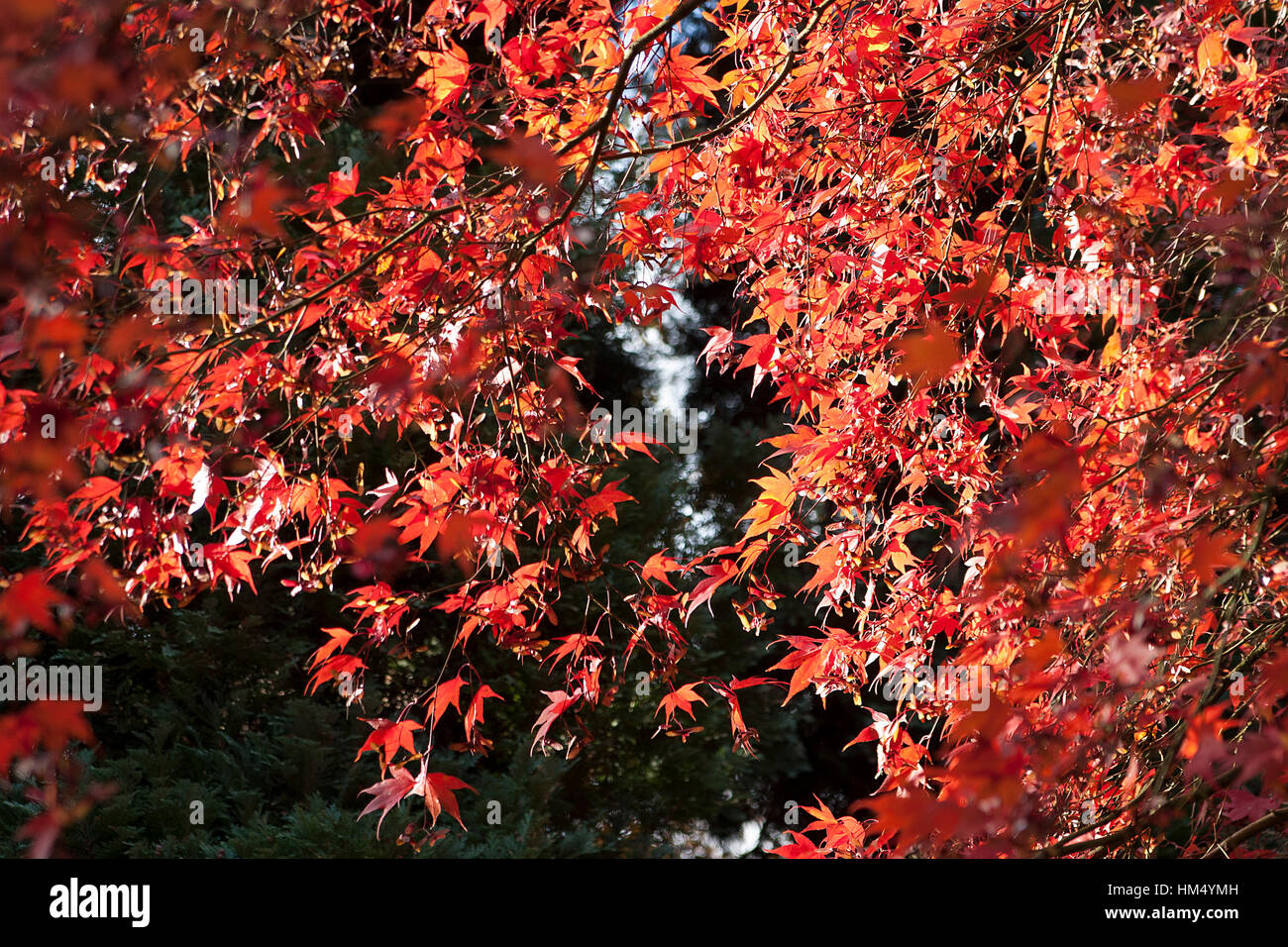 Japanese fall foliage hi-res stock photography and images - Alamy