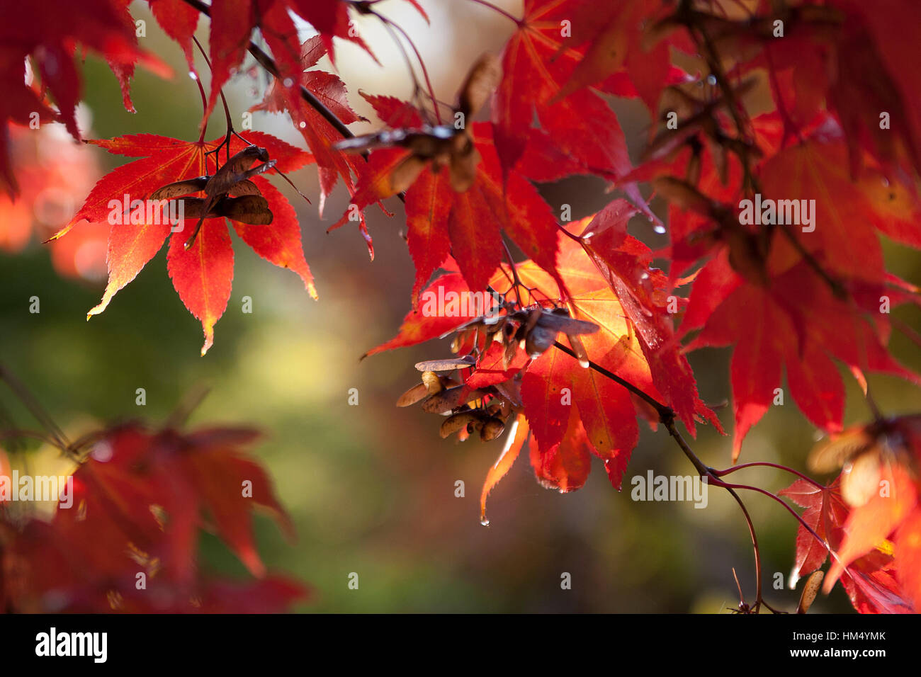 Japanese maple fall leaves hi-res stock photography and images - Alamy