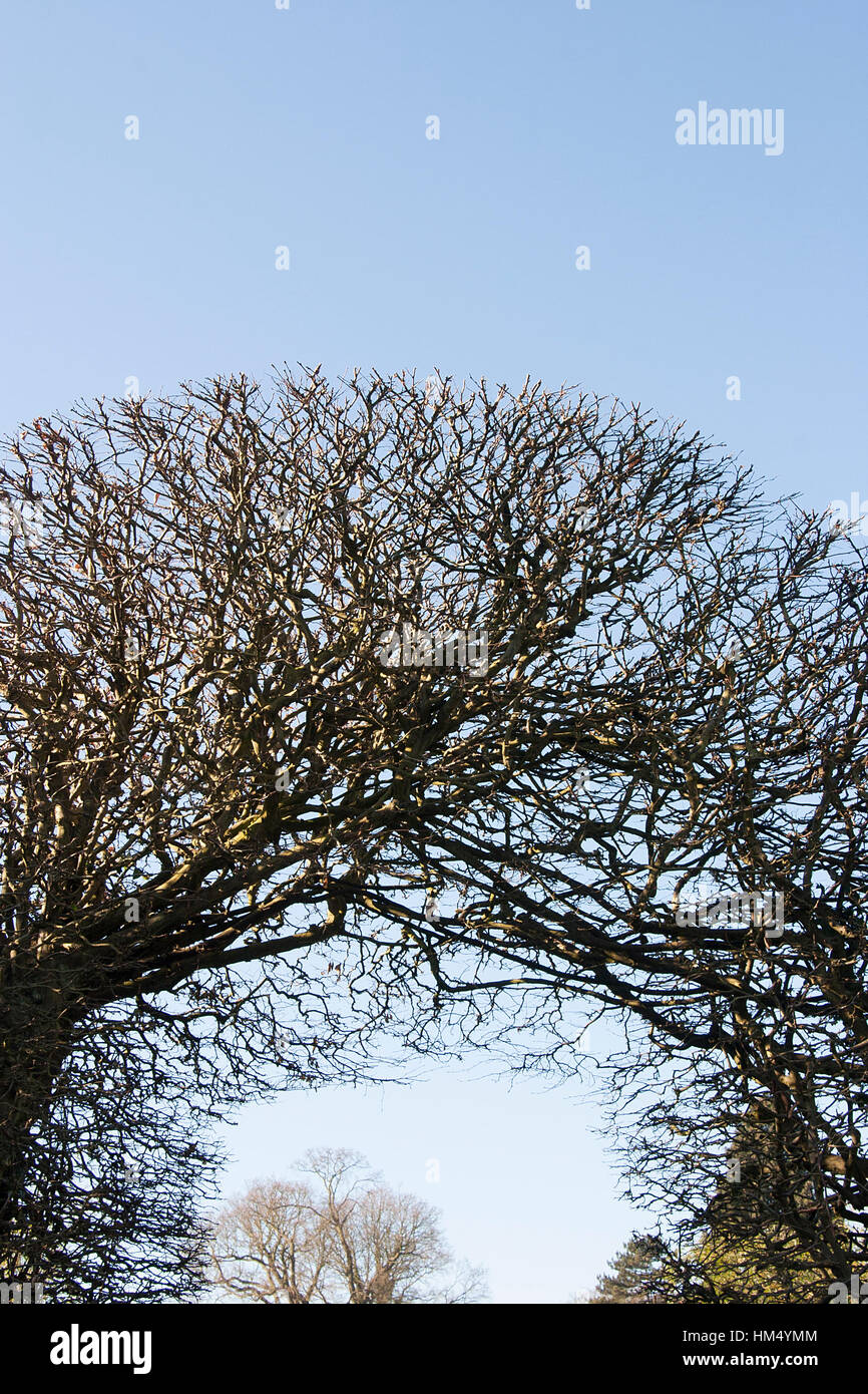 Archway of branches hi-res stock photography and images - Alamy