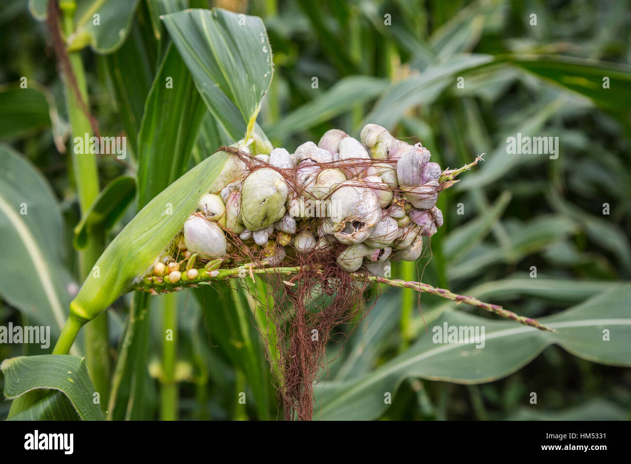 Corn Fungus High Resolution Stock Photography and Images Alamy