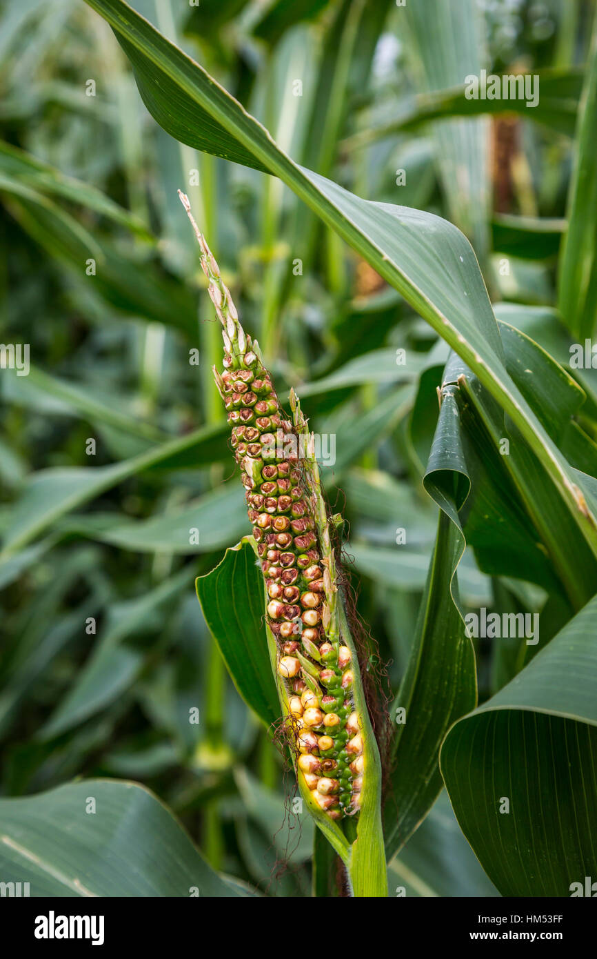 Corn Fungus High Resolution Stock Photography and Images Alamy