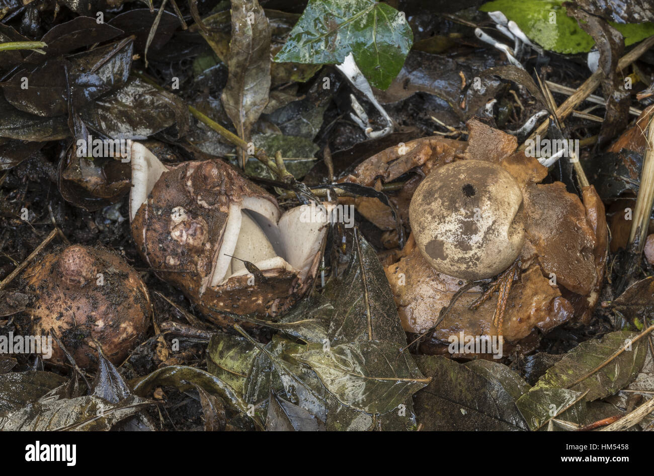 Fringed earthstar, Geastrum fimbriatum developing, in light woodland; Radnorshire, Wales. Stock Photo