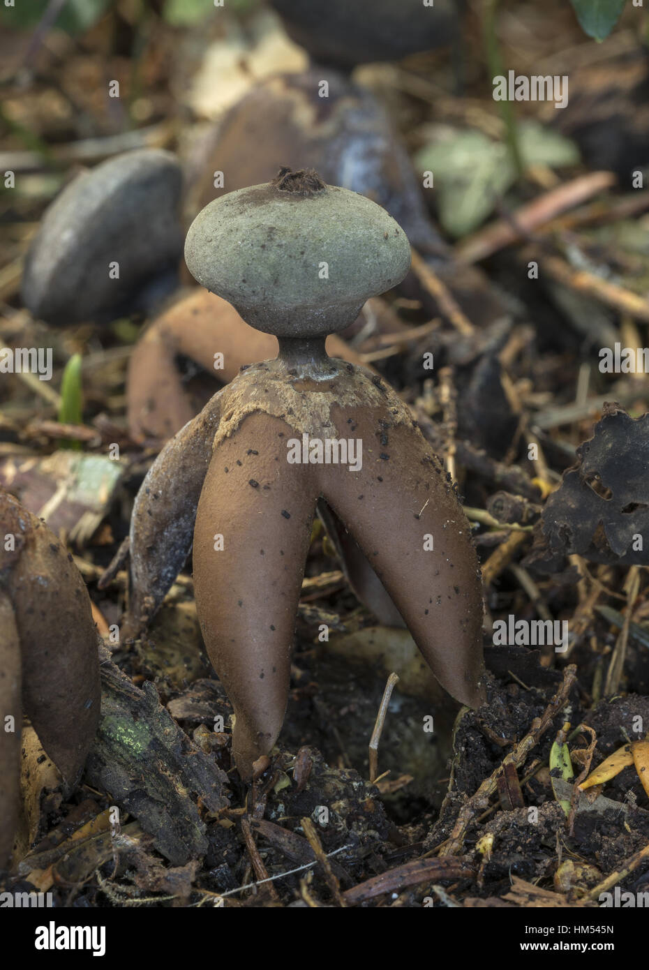 A rare fornicate earthstar, Geastrum fornicatum, under yew trees in churchyard, Radnorshire. Stock Photo