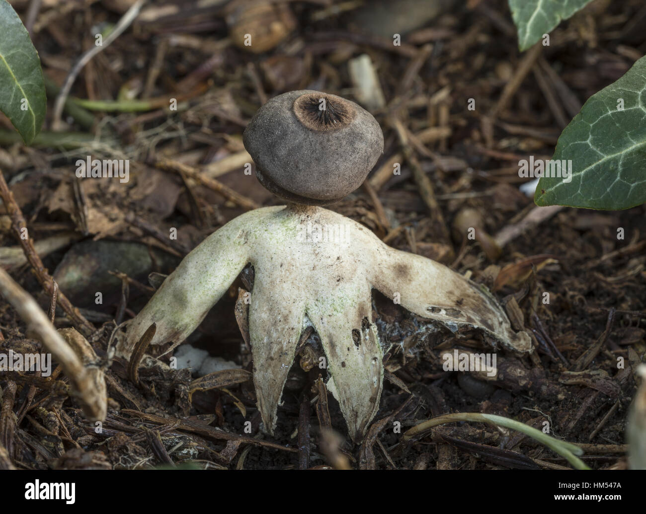 A rare endemic fornicate earthstar, Geastrum britannicum, growing under yew trees in churchyard, Radnorshire, Wales. Stock Photo