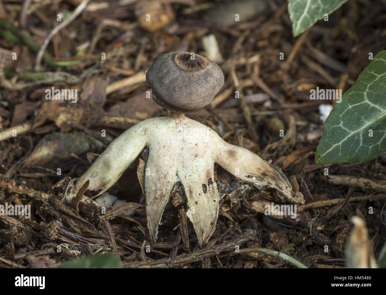 A rare endemic fornicate earthstar, Geastrum britannicum, growing under yew trees in churchyard, Radnorshire, Wales. Stock Photo