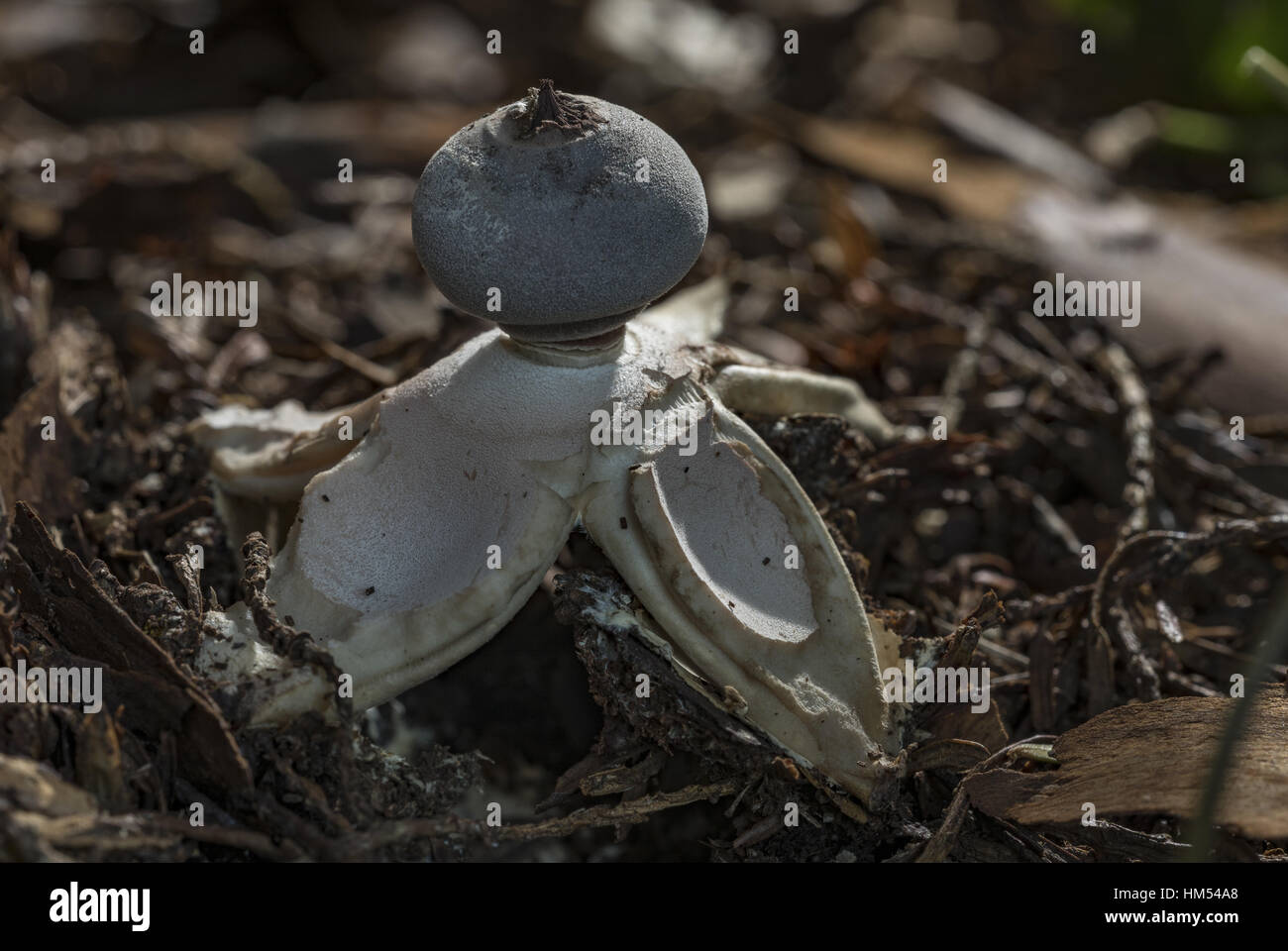 A rare endemic fornicate earthstar, Geastrum britannicum, growing under yew trees in churchyard, Radnorshire, Wales. Stock Photo