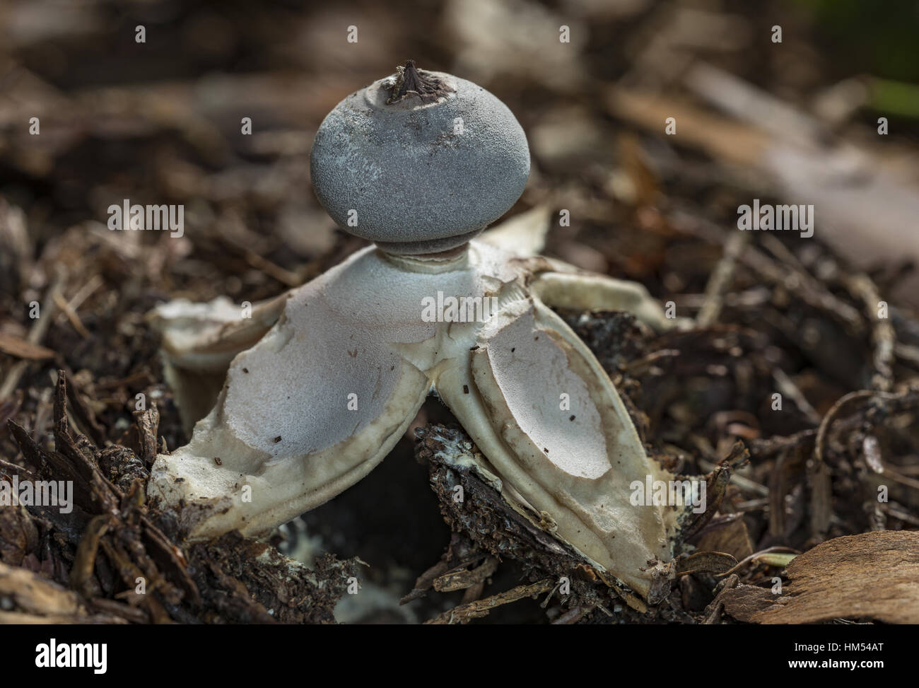 A rare endemic fornicate earthstar, Geastrum britannicum, growing under yew trees in churchyard, Radnorshire, Wales. Stock Photo