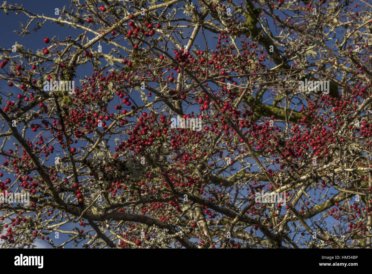 Hawthorn Bush Stock Photos Hawthorn Bush Stock Images Alamy