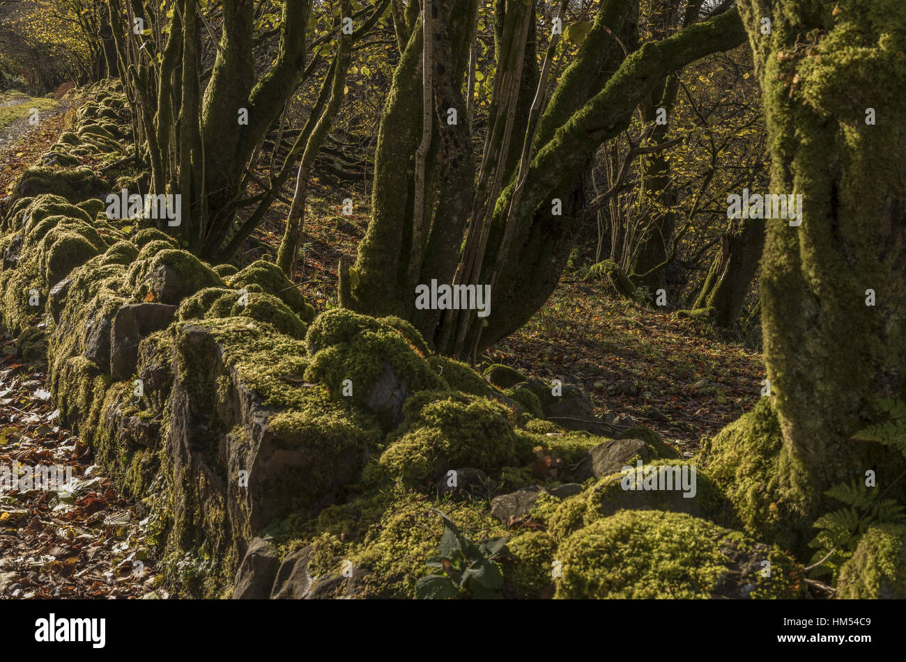 Old mossy stone wall with adjacent hazel coppice, Mellte valley, Ystradfellte, Brecon Beacons. Wales. Stock Photo