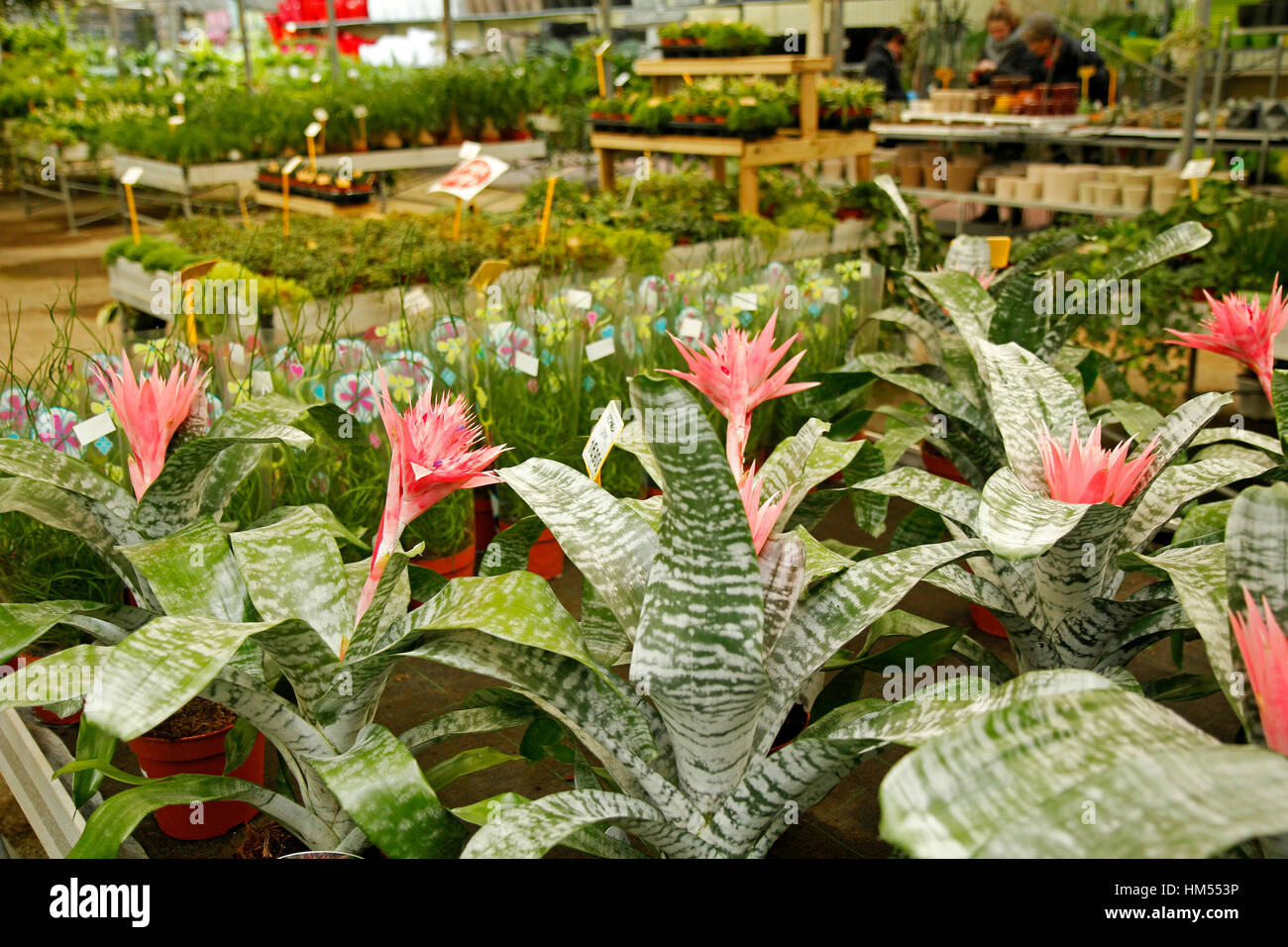 Garden center. Plants for sale Stock Photo Alamy