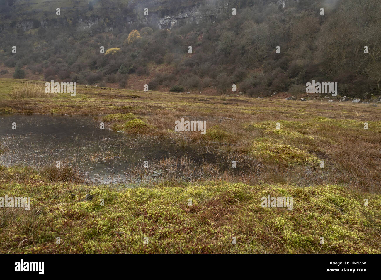 Waen Ddu raised bog, in autumn, Craig y Cilau National Nature Reserve, Brecon Beacons, Wales. Stock Photo