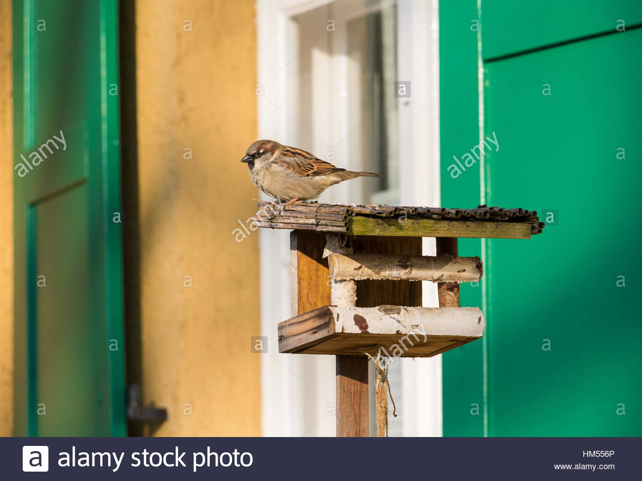 Berlin Germany Colorful Bird Feeder Stock Photos Berlin Germany
