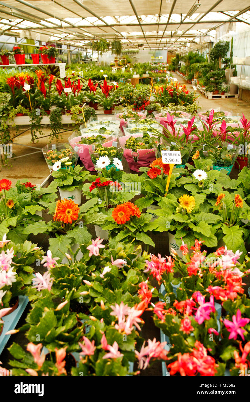 Garden center. Plants for sale Stock Photo Alamy
