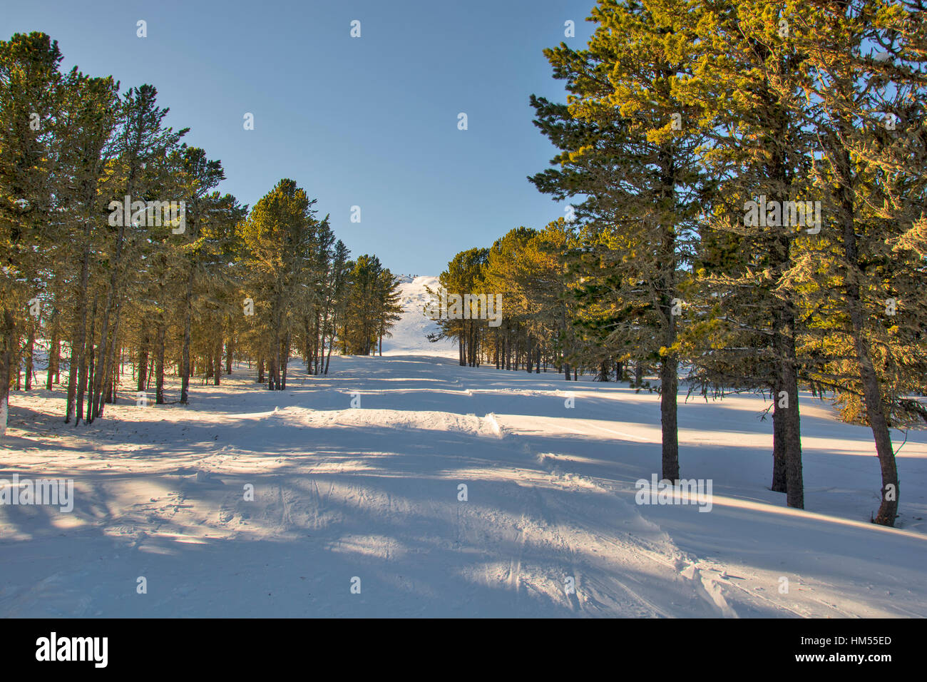 Altai mountains pine trees hi-res stock photography and images - Alamy