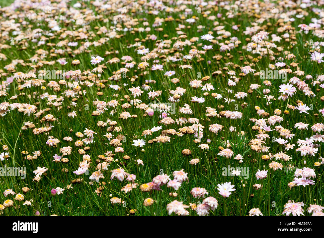 Withering daisy 'Petite Pink' (Argyranthemum sp.), full of flowers in garden, Campos do Jordao, State of Sao Paulo, Brazil Stock Photo