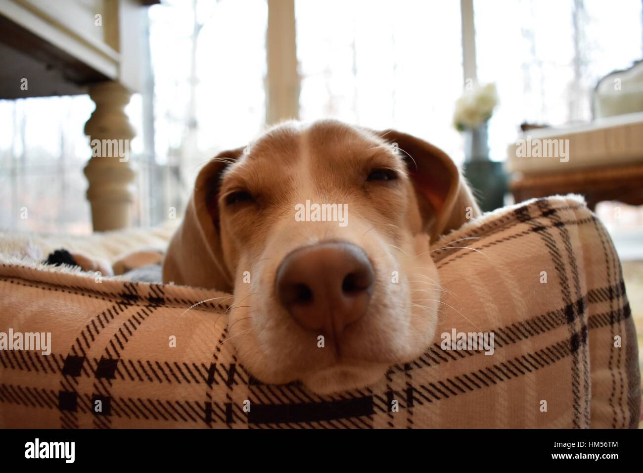 beagle sleeping puppy Stock Photo