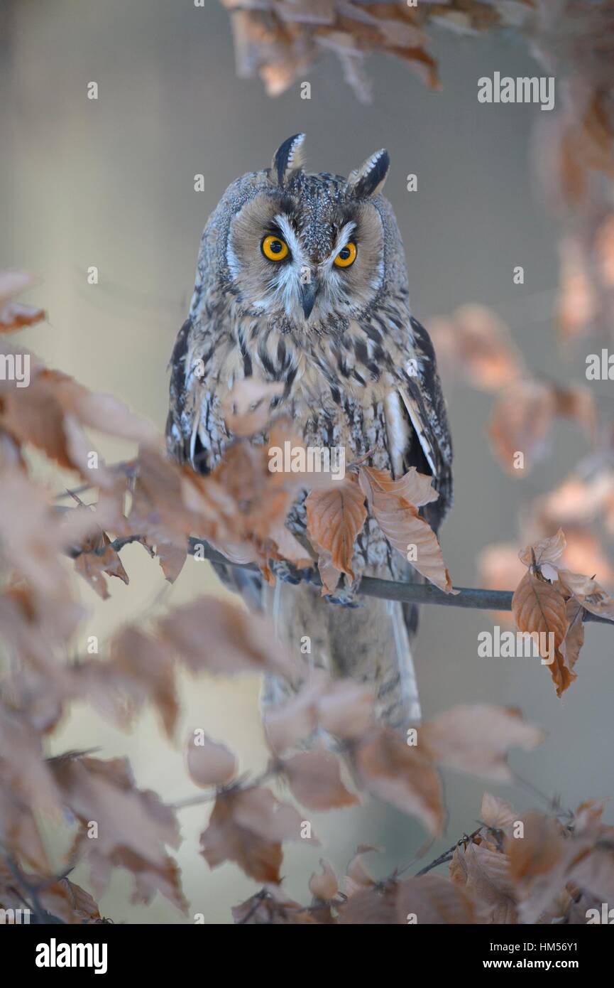 Long-eared owl (Asio otus) sitting on autumn coloured beech branch, Bohemian Forest, Czech Republic Stock Photo
