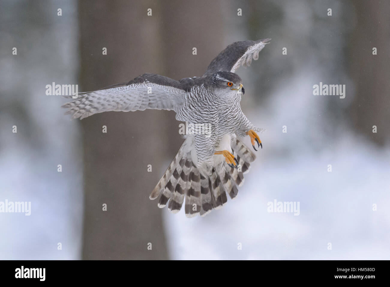 Northern goshawk (Accipiter gentilis), adult male, flying in a spruce forest, winter, Bohemian Forest, Czech Republic Stock Photo