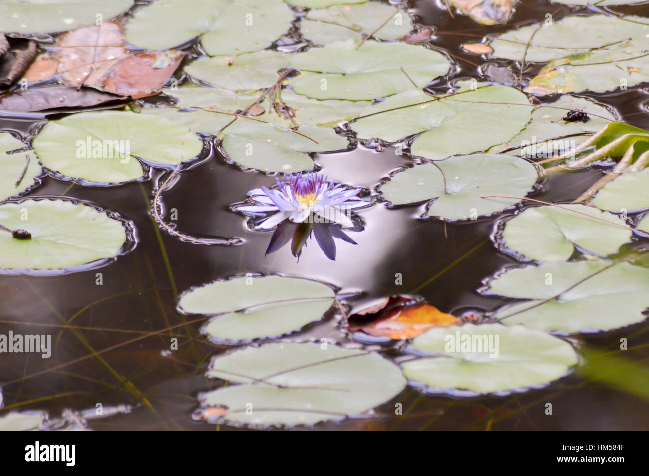 Blue star water lily hi-res stock photography and images - Alamy