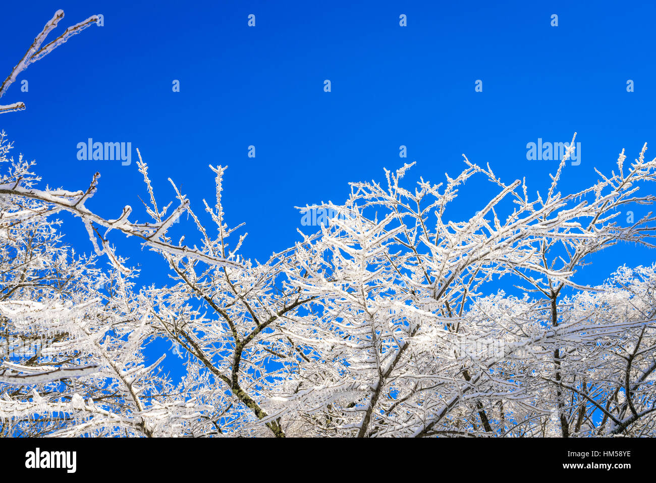 Frozen trees in winter with blue sky Stock Photo - Alamy
