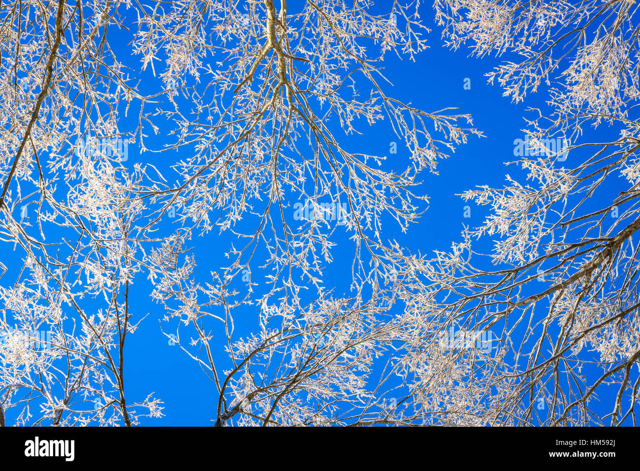 Frozen trees in winter with blue sky Stock Photo - Alamy