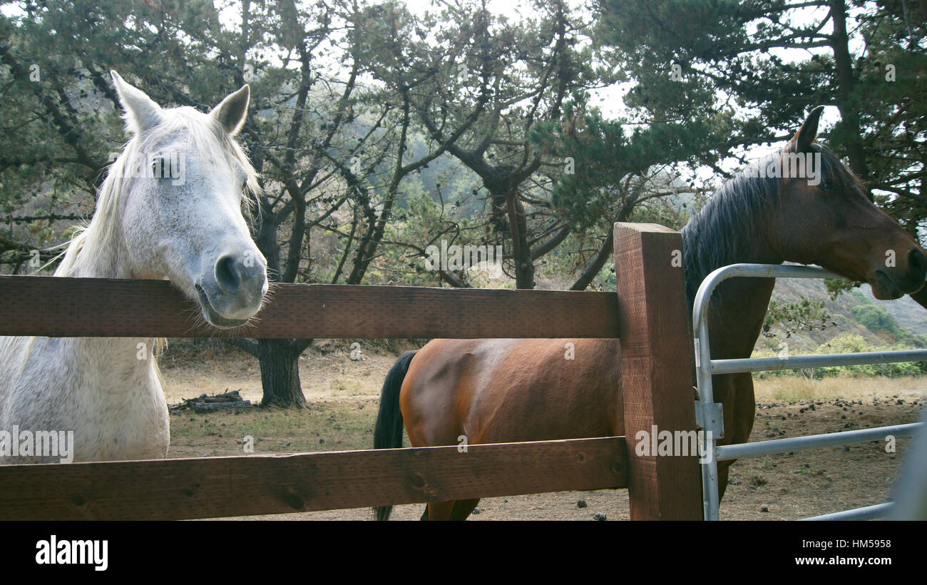 BIG SUR, CALIFORNIA, UNITED STATES - OCT 7, 2014: A horse ranch in CA, USA with horses standing along fence Highway No 1 Stock Photo