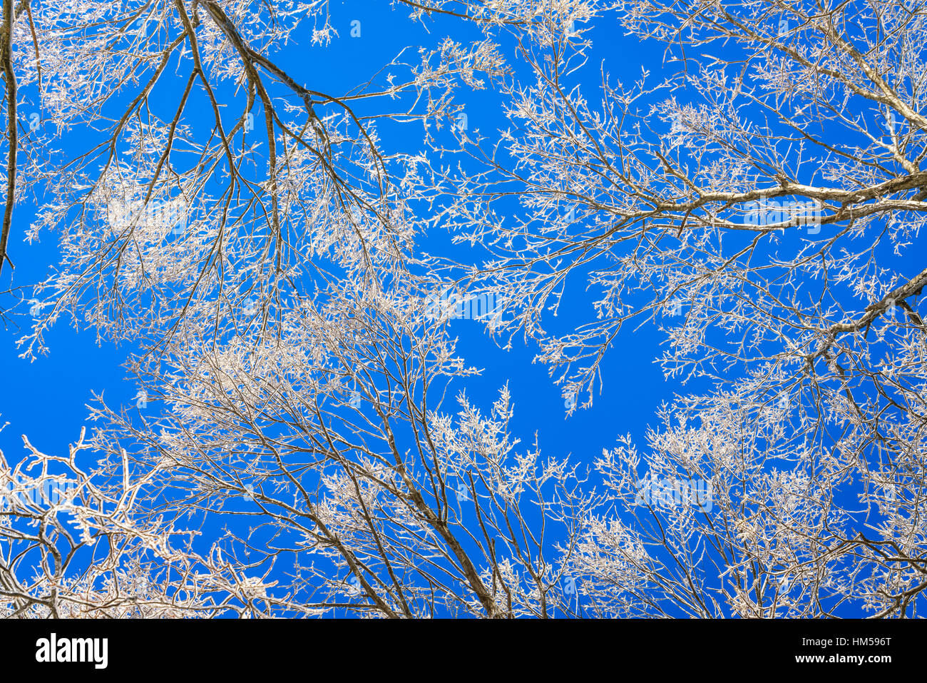 Frozen trees in winter with blue sky Stock Photo - Alamy