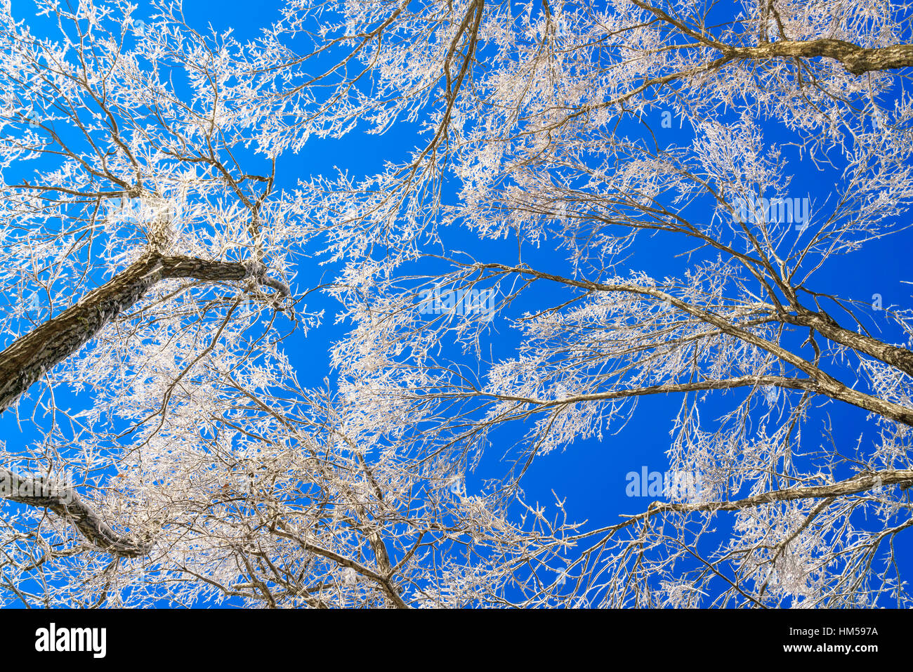 Frozen trees in winter with blue sky Stock Photo - Alamy